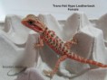 /album/thor-x-chloe/trans-het-hypo-leatherback-f%c3%aamea-n%c2%ba-3-jpg/